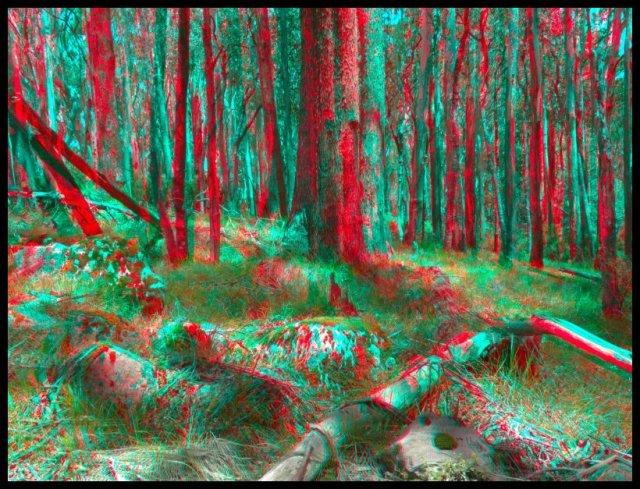 Foret anaglyphe
